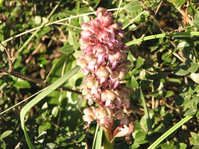 Barlia robertiana , Orchis collina / prime orchidee  2007